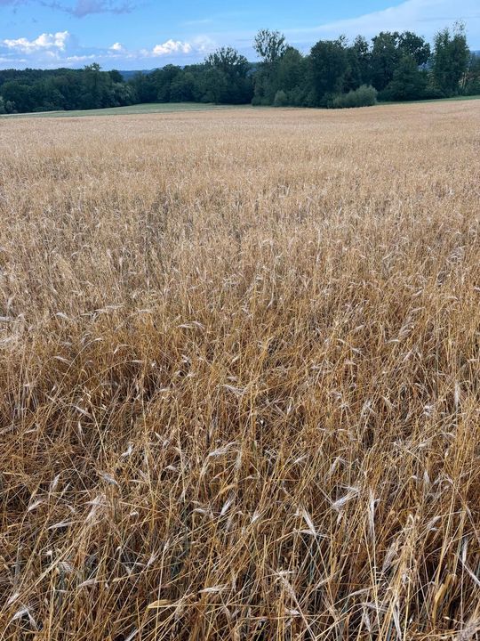 zdjęcie przedstawia kulki gradu i połamane kłosy zboża 