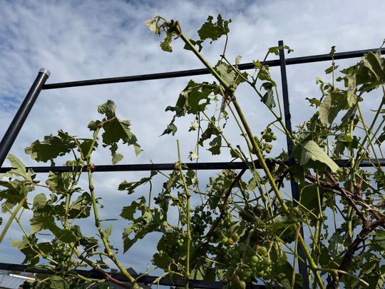 zdjęcie przedstawia kulki gradu i połamane kłosy zboża 