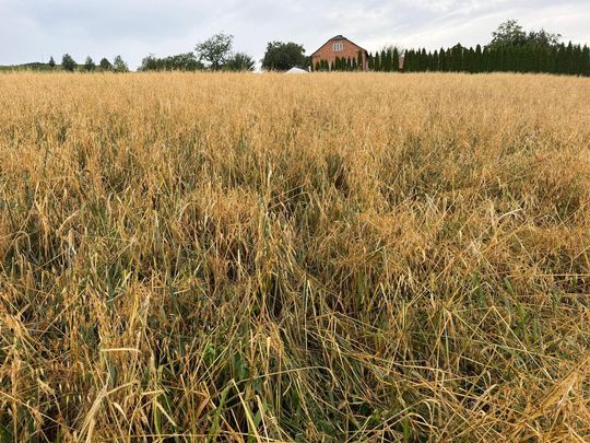 zdjęcie przedstawia kulki gradu i połamane kłosy zboża 