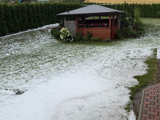 zdjęcie przedstawia kulki gradu i połamane kłosy zboża 