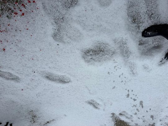zdjęcie przedstawia kulki gradu i połamane kłosy zboża 