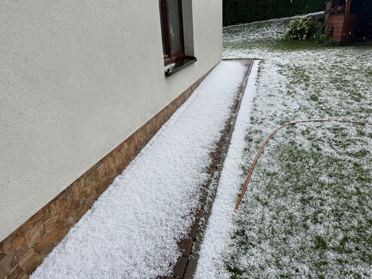 zdjęcie przedstawia kulki gradu i połamane kłosy zboża 