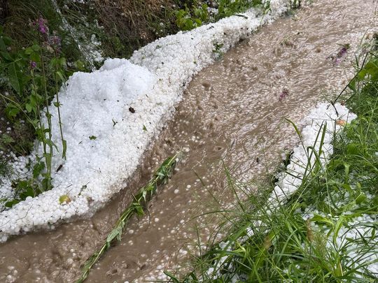 zdjęcie przedstawia kulki gradu i połamane kłosy zboża 