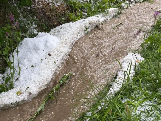zdjęcie przedstawia kulki gradu i połamane kłosy zboża 