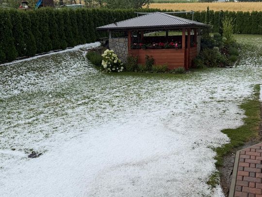 zdjęcie przedstawia kulki gradu i połamane kłosy zboża 
