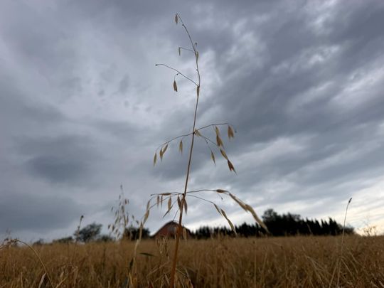 zdjęcie przedstawia kulki gradu i połamane kłosy zboża 