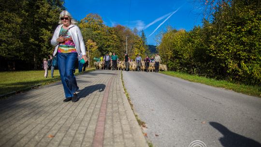 Redyk bacy Józefa Klimowskiego w Wysowej-Zdroju (6 października 2026)