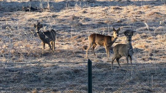 Zdjęcie przedstawia trzy sarny na łące